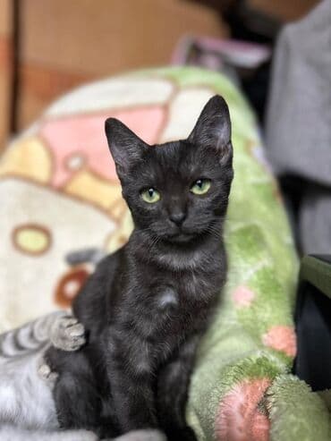 американская енотовая кошка: Котёнок с редким дымчатым окрасом (чёрный с лёгкими серебристыми — 1