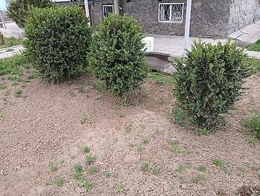 самшиты круглые: Цена от 2000 до 10000 сомов. г. Бишкек, жилой массив Кок-Жар. Торг — 3