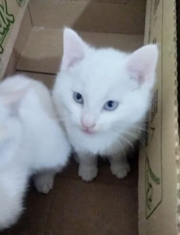 шотландская длинношерстная кошка цена: Ангорская, 2 месяца, Мальчик, Белый, Приучена к лотку — 2