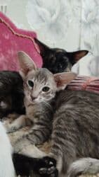 купить породистых котят: Ориентальная, 2 месяца, Мальчик, Белый, Приучена к лотку, Проглистована, С документами — 6