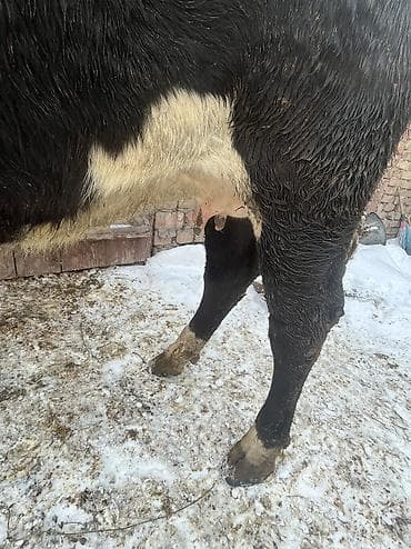 молоко для телят: Продаю | Корова (самка) | Для молока | Привязанные — 4