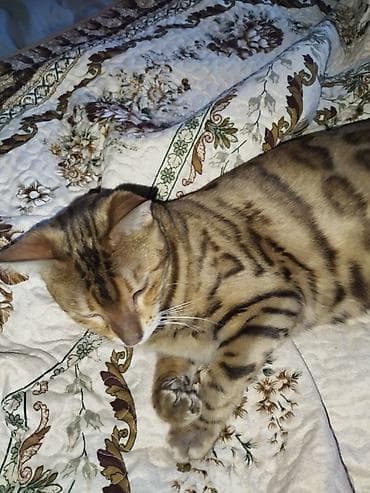 бенгальский кошки: В связи с выездом продается Бенгальская кошка золотистый окрас — 4