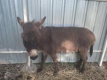 ишака: Осёл (молодой жеребец/ослица – на фото виден компактный рост и густая — 1