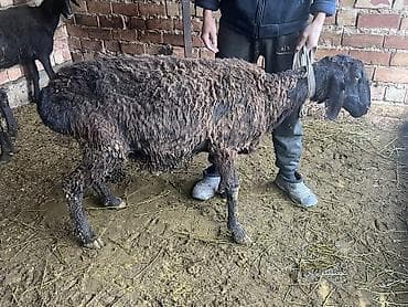 голубая рыбка: Продаю | Баран (самец) | На забой, Для разведения | Матка — 7