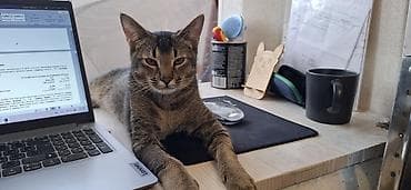 абиссинская: Кошка даром: Абиссинская, 9 месяцев, Мальчик, Кастрирована, Приучена к лотку, Проглистована — 1