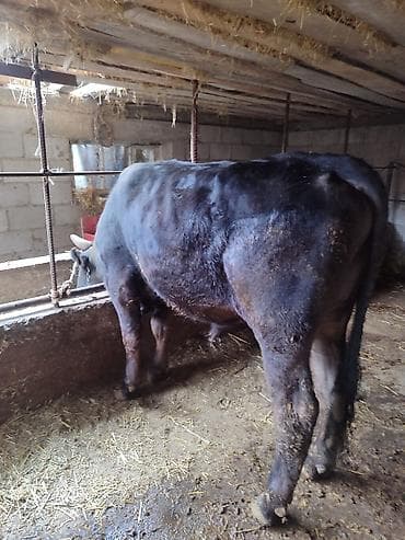Продаю | Бык (самец) | На откорм | Привязанные