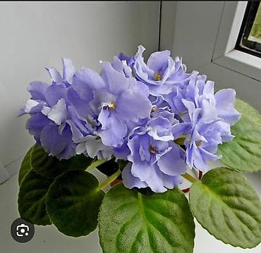 сокулук селекция: Продаю детки сортовых фиалок,около 200 сортов🌺🌿🌺. 100сом. Есть — 6