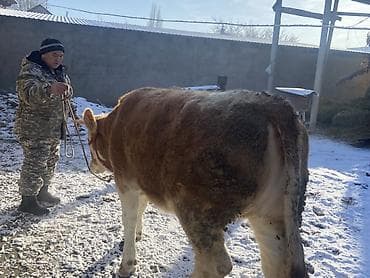 симментал уйлар: Продаю | Бык (самец) | Симментальская | На откорм — 5