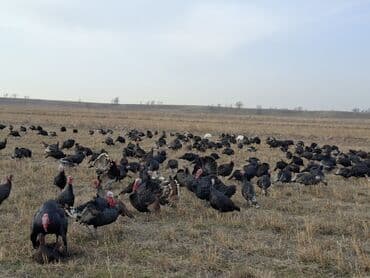 домик для кур: Продаю | Индюшка (самка), Индюшата | Черный принц, Северокавказская | На забой, Для разведения | Племенные — 15