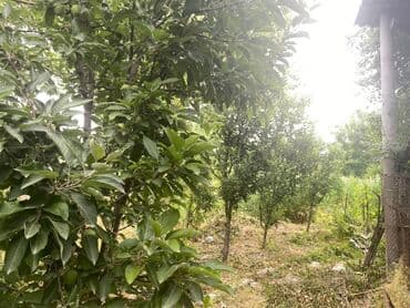 продается орошаемая земля в жайылско районе алтыр будёновка 5 40 гектар цена договорная с довой проблем нету оформление сразу: Үй, 50 м², 4 бөлмө, Менчик ээси, Эски ремонт — 3