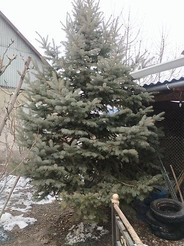 Садовая мебель: Ель колючая (голубая ель, Picea pungens). Крупномер для участка/двора — 5