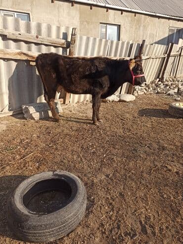 сухое молоко для животных: Продаю | Корова (самка) | Алатауская, Швицкая | Для разведения, Для молока | После отела — 1