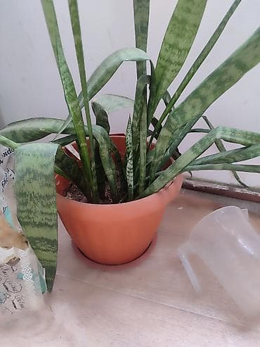 Сансевиерия (сансевьера, «тещин язык») в горшке. - Вид: Sansevieria