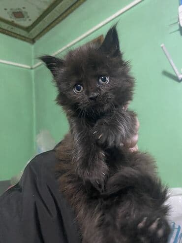 во сколько стерилизовать кошку: 2 месяца, Девочка, Черный, Приучена к лотку — 4