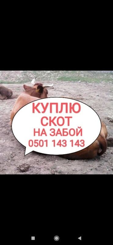 купить собаку золотистый ретривер: Куплю | Другие с/х животные, Лошади, кони, Коровы, быки | На откорм, Круглосуточно, Любое состояние — 1