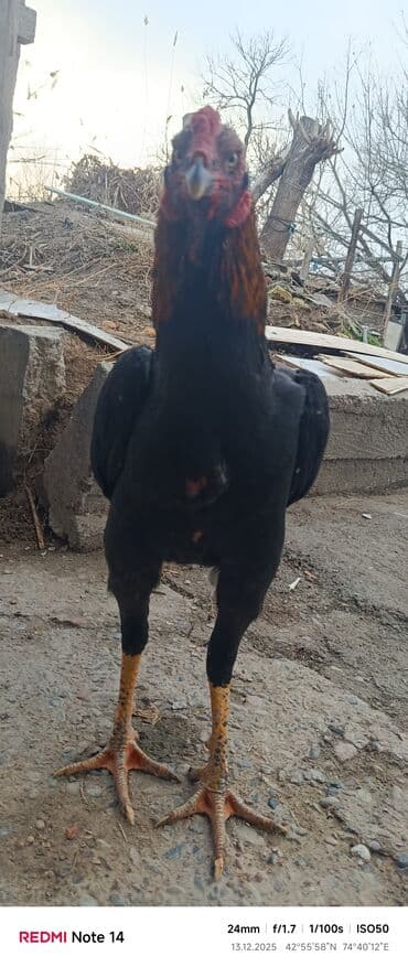 сколько стоит ротвейлер щенок: Продаю | Петух | Дакан | Для боев — 5