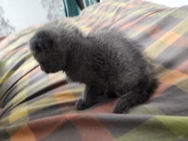 мальки рыб: Скотиш Фолд (Шотландская вислоухая), 2 месяца, Девочка, Серый, Приучена к лотку — 4