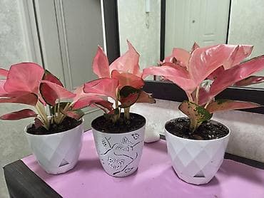 подонны: Комнатные растения в горшках. - Суккуленты, сансевиерия, алоэ — 8