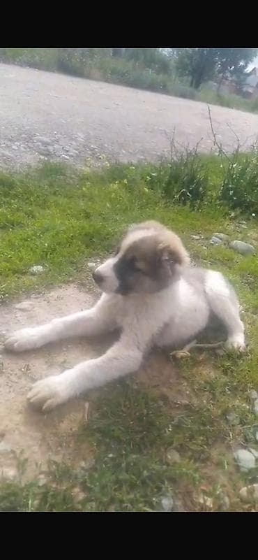 Продажа собак: Овчарка, 1 месяц, Самка — 1