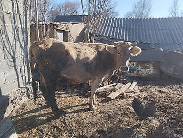 страус птица: Продаю | Корова (самка) | Алатауская | Для разведения | Привязанные — 3