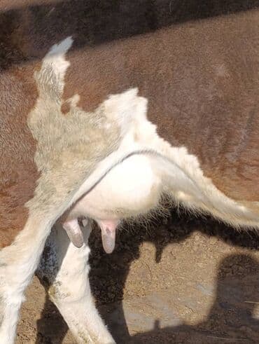 корова дойный: Продаю | Корова (самка) | Полукровка | Для молока — 2