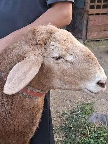 Ветеринар кызматы: Сатам | Кочкор (эркек) | Көбөйтүү үчүн — 4