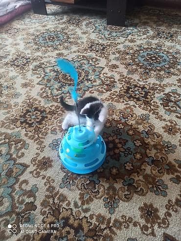 куда отдать кошку бишкек: Кошка даром: Беспородная, 2 месяца, Мальчик, Приучена к лотку — 9