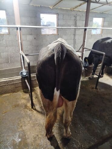 продажа щенков немецкой овчарки с документами в бишкеке: Сатам | Бука (эркек) | Симментал, Голштин | Көбөйтүү үчүн | Асыл тукумдуу — 2