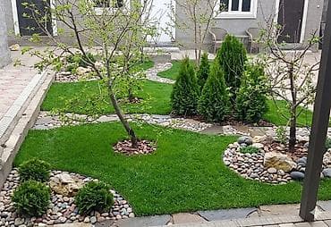 домашние растение: Профессиональный посев газона «под ключ». - Полный цикл работ — 2