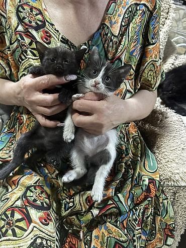 кошка табби: Котята-домоседы, помёт разного окраса: - дымчато-чёрные пушистики - — 2