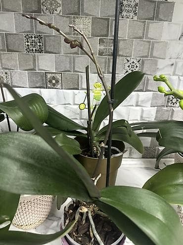 Кийимге кам көрүү жана сактоо: Срочно распродаю домашние орхидеи фаленопсис, все сортовые Голландия — 4