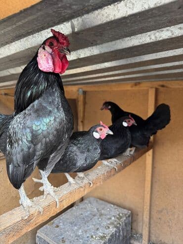 дойный корова: Продаю | Куры, Петух — 1