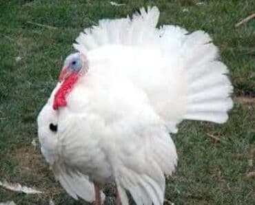 окорочка оптом цена: Индюк  — 2