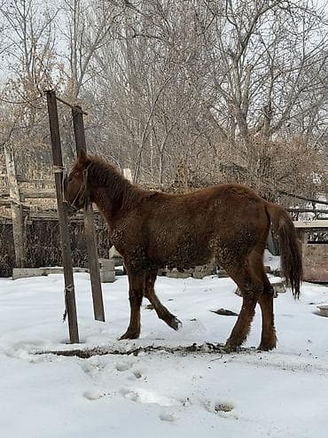 Продаю | Жеребец | Рабочий