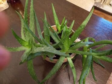 Алое Вера 7 лет