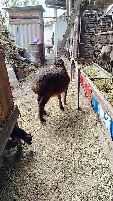 продаю баран: Продаю | Баран (самец) | Для разведения — 4