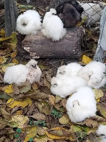 Продам шелковых кур петух