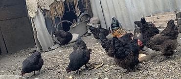 китайский куры: Продаю | Куры, Петух, Цыплята | Несушки, Для разведения — 3