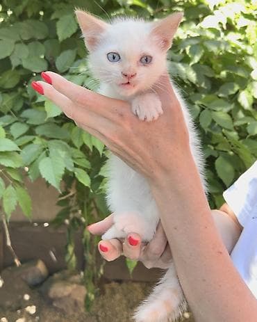 кошка котёнок: Кошка даром: Беспородная, 3 месяца, Мальчик, Приучена к лотку, Проглистована — 7