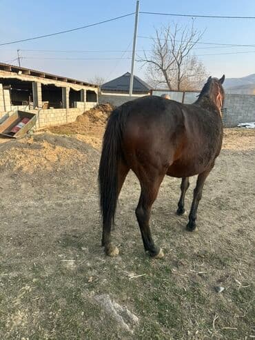 Грызуны: Продаю | Кобыла (самка) | Для разведения | Племенные — 4