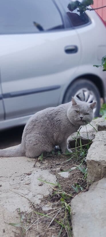 продажа породистых кошек: Вязка. Кот британец породистый с родословной .Чистый. Привитый — 3