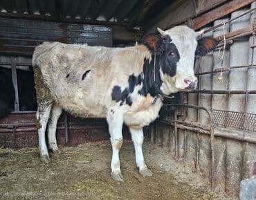 наполнитель для животных: Продаю | Тёлка | Голштин — 1