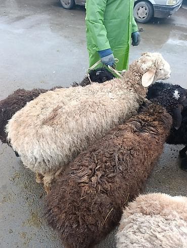 домик для собака: Продаю | Овца (самка) | Для разведения — 2