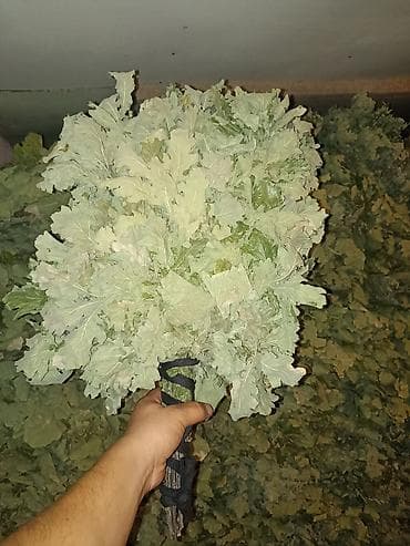 Хозтовары: Веники для бани из дуба оптом - Плотные дубовые веники, связка на — 2