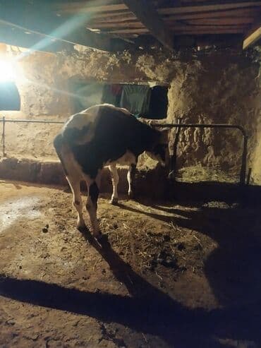 корова дойный: Продаю | Тёлка | Для молока | Отела не было — 4