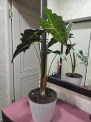 кастрюля большая: Спатифиллум (Spathiphyllum) в декоративном кашпо - Крупный, густой — 11