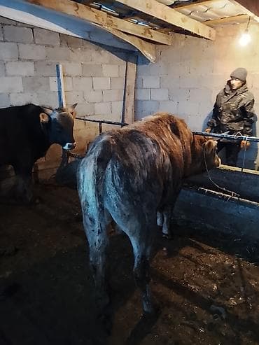 сколько стоит сиамские кошки: Продаю | Бык (самец) | На откорм | Привязанные — 4