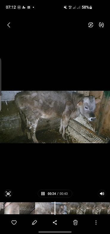 цеп для быков: Продаю | Бык (самец) | Швицкая | На откорм | Искусственник — 4