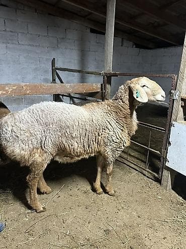 продажа баранов: Продаю | Баран (самец) | Арашан | Для разведения | Матка — 4
