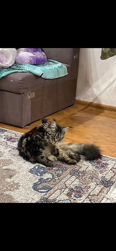 мейкун кошка: Мейн-кун, 1 год, Девочка, Приучена к лотку — 6